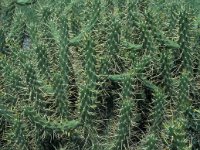 Opuntia tuna 1, Saxifraga-Jan van der Straaten
